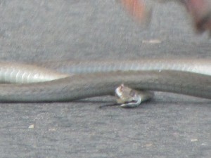 IMG_2240